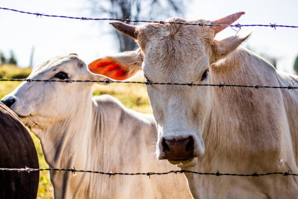 Rural region stock photo