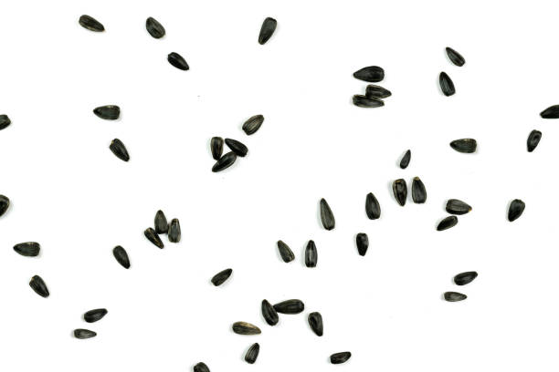 istock Sunflower seeds, background or texture isolated on white. lose-up. 1167673813