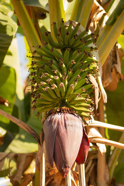 Rural region stock photo