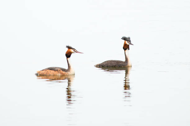 istock Crested Grebe Wild Bird Animal 1167675638