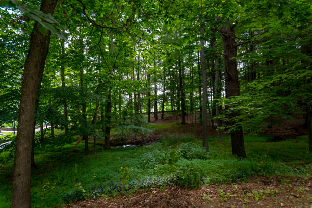 istock Letchworth State Park: Inspiration Overlook 1167675795