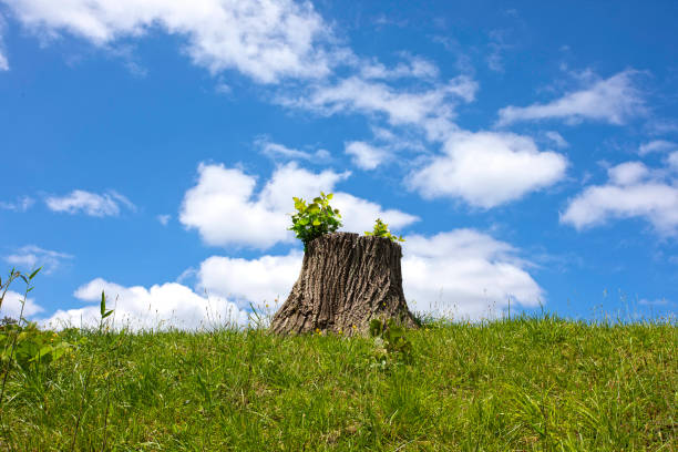 Deforestation destroys ecosystems and causes global warming and environmental problems