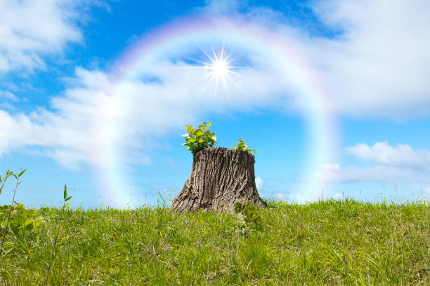 Deforestation destroys ecosystems and causes global warming and environmental problems.
