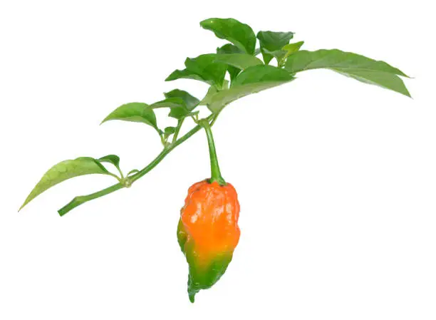 ghost pepper branch isolate on white background