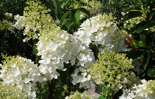 hydrangea bush with white flowers, hydrangea paniculata, in sunlight