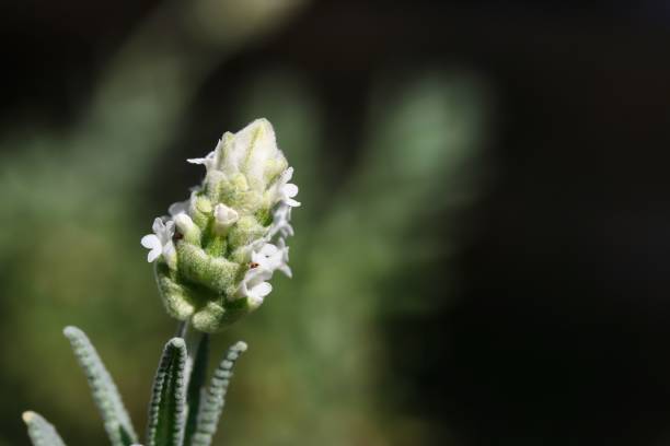 istock White Lavender Flowers In Sunlight 1167681088