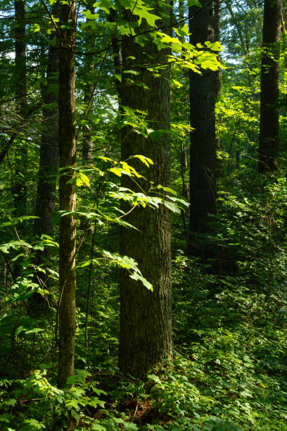 istock Smoky Mountains landscape 1167681126
