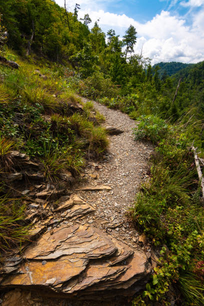 Path along Hatcher Mountain Trail Path along the Hatcher Mountain Trail on a beautiful Summer's day.  Smoky Mountains National Park, Tennessee, USA great smoky mountains national park photos stock pictures, royalty-free photos & images