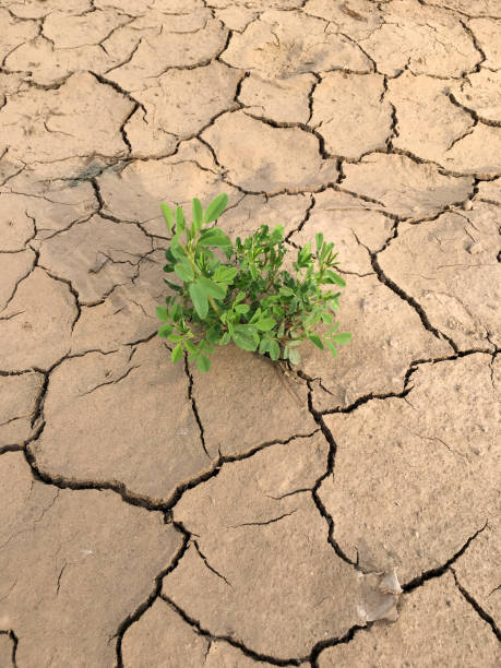 прорастание саженца из треснувшей грязи - conquering adversity adversity plant desert стоковые фото и изображения