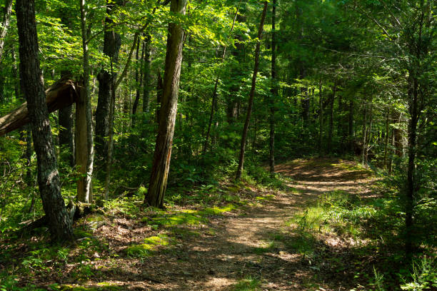 sentier à travers les montagnes fumeuses - great smoky mountains great smoky mountains national park mountain smoke photos et images de collection