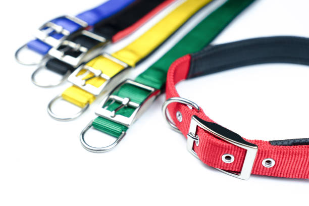 istock Pet collars on isolated white background.  Pet accessories concept 1167686083