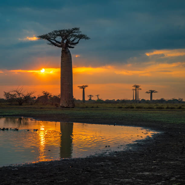 istock Sunset over Avenue of the baobabs, Madagascar 1167686167