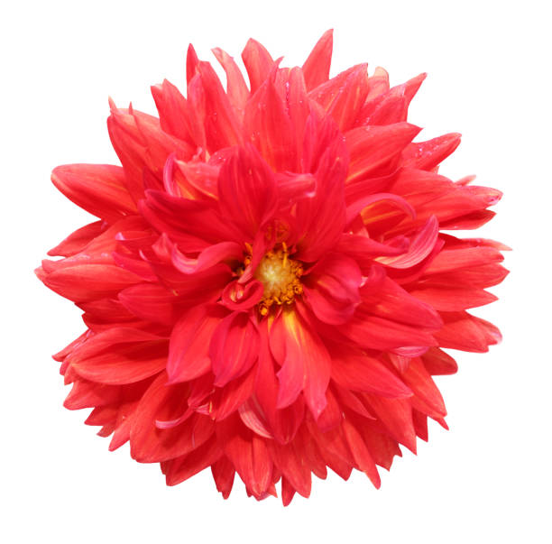 istock chrysanthemum dahlia 1167686403