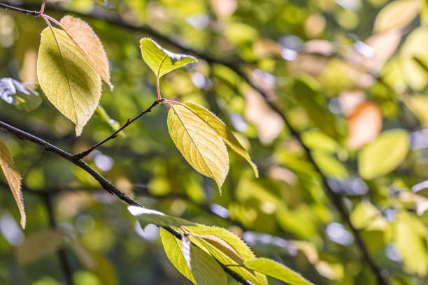 istock tree branch with weathered yellow leaves in autumn. natural background 1167687135