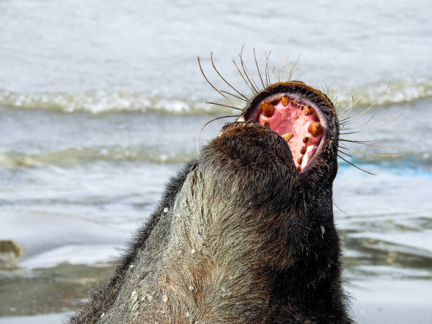 istock Southern sea lion with open mouth 1167687332