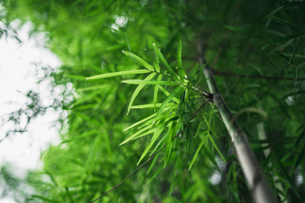 istock Fresh green bamboo and beautiful bokeh in the forest 1167687455