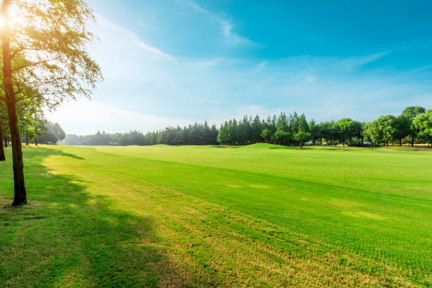 istock Green grass and blue sky with white clouds nature landscape 1167689659
