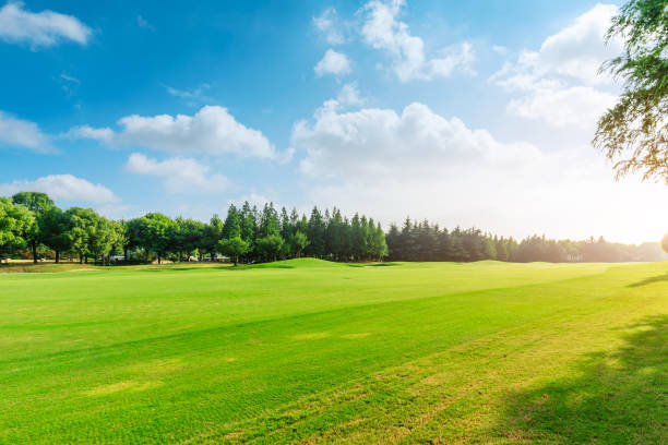 istock Green grass and blue sky with white clouds nature landscape 1167689663