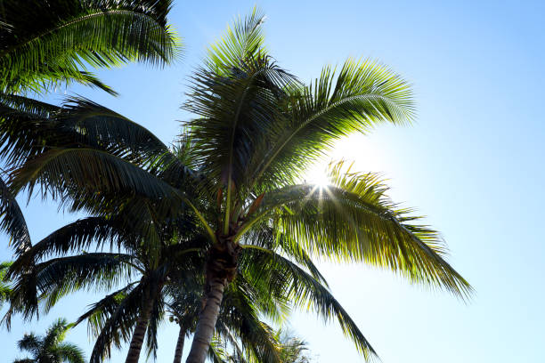 istock tall palm tree leaves over sunny blue sky 1167689940