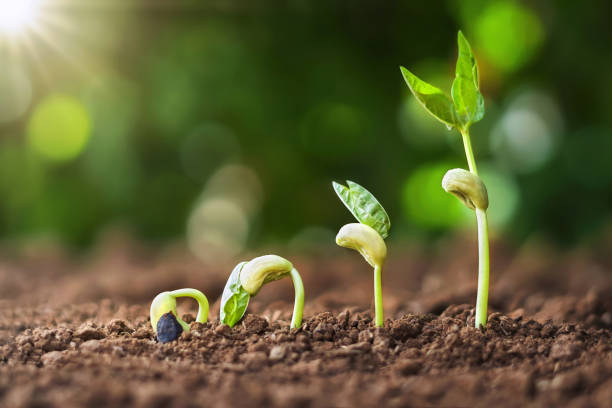 istock planting seed grow step concept in garden and sunlight. agriculture idea 1167691003