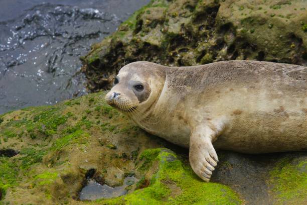 istock Seal at La Jolla Cove California 1167692103