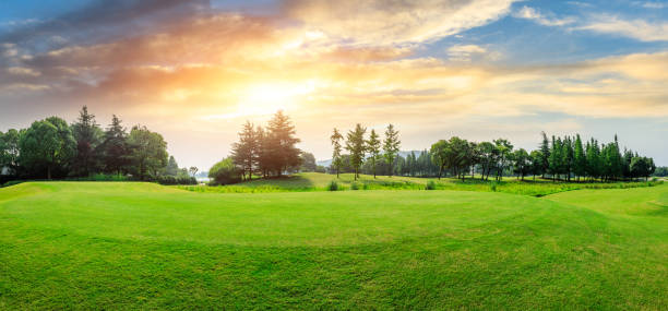 istock Green grass and forest with beautiful clouds landscape 1167693389