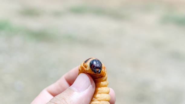 istock Rhynchophorus worm ferrugineus that is eating bamboo shoots. 1167693446