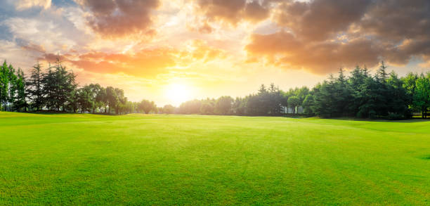 istock Green grass and forest with beautiful clouds landscape 1167694052