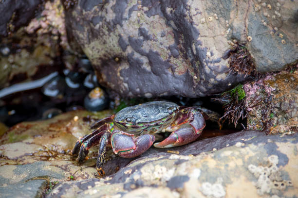 160+ Striped Shore Crab Photos Stock Photos, Pictures & Royalty-Free