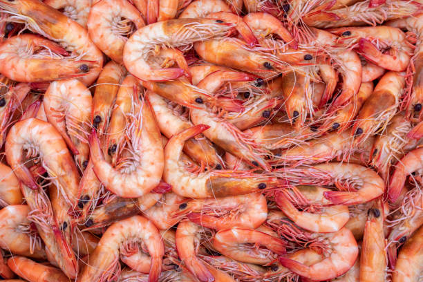 freshly caught australian prawns - prepared shellfish tray variation catch of fish imagens e fotografias de stock