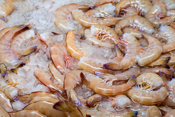 freshly caught australian prawns - prepared shellfish tray variation catch of fish imagens e fotografias de stock