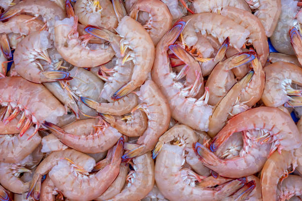 freshly caught australian prawns - prepared shellfish tray variation catch of fish imagens e fotografias de stock