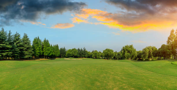 istock Green grass and forest with beautiful clouds at sunset 1167695907