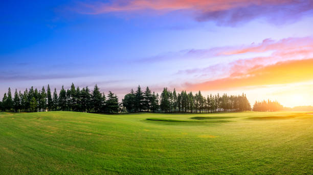 istock Green grass and forest with beautiful clouds at sunset 1167696523