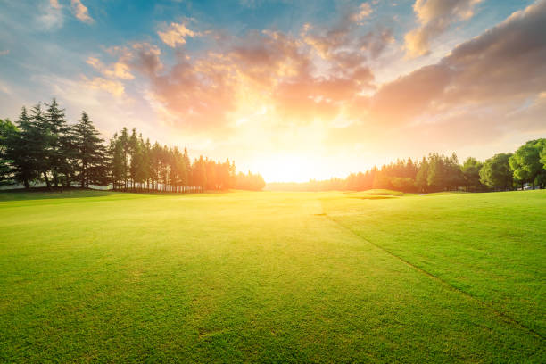 istock Green grass and forest with beautiful clouds at sunset 1167696576