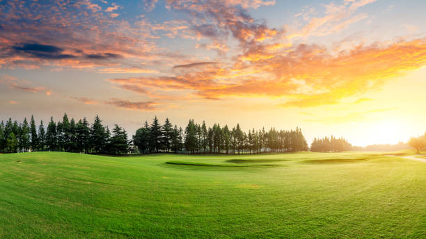 istock Green grass and forest with beautiful clouds at sunset 1167696598