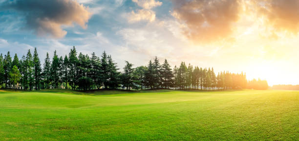 istock Green grass and forest with beautiful clouds at sunset 1167697688