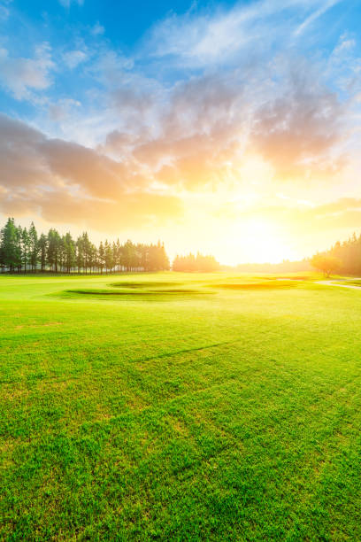 istock Green grass and forest with beautiful clouds at sunset 1167697734