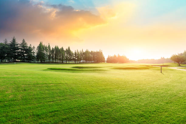 istock Green grass and forest with beautiful clouds at sunset 1167697884