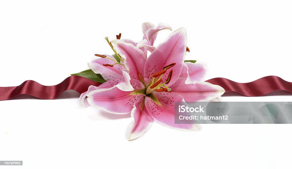 Pink lilies with burgundy red ribbon Floral horizontal border made from pink lilies and burgundy red satin ribbon.  To see my complete collection of ribbons please CLICK HERE.   Alternative version with red roses shown below: AIDS Awareness Ribbon Stock Photo