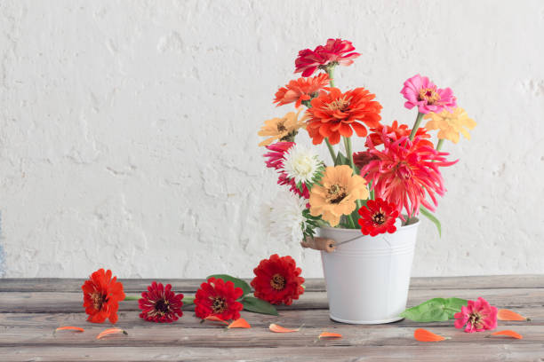 istock zinnia flowers in bucket on white background 1167700088