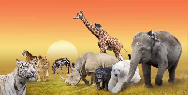 Wild animals collection Wild animals collection collage koala walking stock pictures, royalty-free photos & images