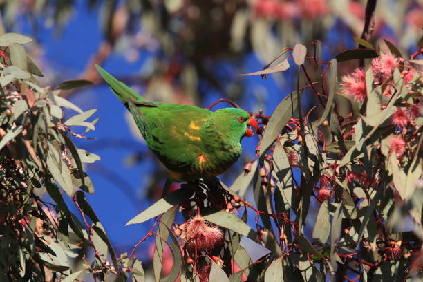 istock scaly-breasted lorikeet looking for forage queensland australia 1167703054