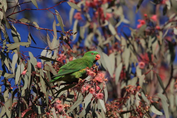 istock scaly-breasted lorikeet looking for forage queensland australia 1167703081