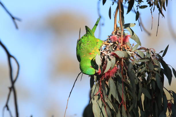 istock scaly-breasted lorikeet looking for forage queensland australia 1167703086