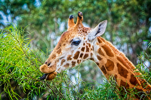 Close up of a giraffe with tongue sticking out