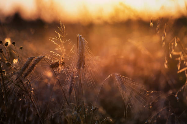Golden hour view of dry grass and wheat stock photo