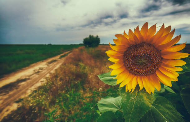 istock Sunflowers in a field with a cloudy sky in the background 1167704238