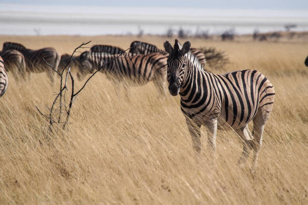 istock Mountain Zebra, Equus zebra in Etosha National Park, Namibia 1167704251