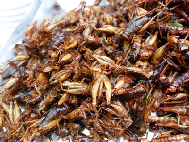 istock Fried insect as food. 1167704306